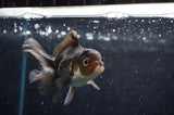 Baby Thai Oranda  Panda 3.5 Inch (ID#418TPTA-99) Free2Day SHIPPING
