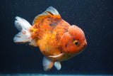 Giant Yuan Bao Oranda  Calico 7 Inch (ID#820Yb10a-110)