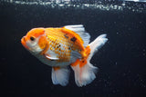 Thai Oranda  Tricolor 5.5 Inch (ID#917R12c-103) Free2Day SHIPPING