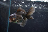 Baby Thai Oranda  Panda 3.5 Inch (ID#418TPTA-99) Free2Day SHIPPING