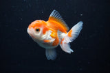 Juvenile Thai Oranda  Red White 3.5 Inch (ID#1122To13b-61) Free2Day SHIPPING