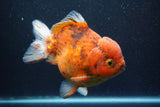 Giant Yuan Bao Oranda  Calico 7 Inch (ID#820Yb10a-110)