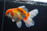 Thai Oranda  Tricolor 5.5 Inch (ID#917R12c-103) Free2Day SHIPPING