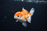 Juvenile Thai Oranda  Red White 3.5 Inch (ID#1122To13b-61) Free2Day SHIPPING