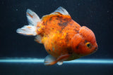 Giant Yuan Bao Oranda  Calico 7 Inch (ID#820Yb10a-110)