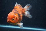 Giant Yuan Bao Oranda  Calico 7 Inch (ID#820Yb10a-110)