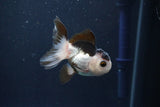 Baby Thai Oranda  Panda 3 Inch (ID#1025ToPTA-37) Free2Day SHIPPING