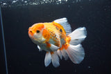 Thai Oranda  Tricolor 5.5 Inch (ID#917R12c-103) Free2Day SHIPPING