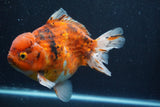 Giant Yuan Bao Oranda  Calico 7 Inch (ID#820Yb10a-110)