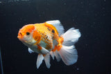 Thai Oranda  Tricolor 5.5 Inch (ID#917R12c-103) Free2Day SHIPPING