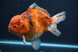 Giant Yuan Bao Oranda  Calico 7 Inch (ID#820Yb10a-110)