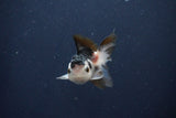 Baby Thai Oranda  Panda 3 Inch (ID#1025ToPTA-37) Free2Day SHIPPING