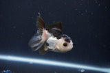 Baby Thai Oranda  Panda 3 Inch (ID#1025ToPTA-37) Free2Day SHIPPING