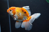 Thai Oranda  Tricolor 5.5 Inch (ID#917R12c-103) Free2Day SHIPPING