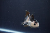 Baby Thai Oranda  Panda 3 Inch (ID#1025ToPTA-37) Free2Day SHIPPING