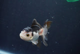 Baby Thai Oranda  Panda 3 Inch (ID#1025ToPTA-37) Free2Day SHIPPING