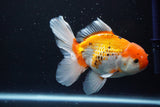 Thai Oranda  Tricolor 5.5 Inch (ID#917R12c-103) Free2Day SHIPPING