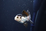 Baby Thai Oranda  Panda 3 Inch (ID#1025ToPTA-37) Free2Day SHIPPING