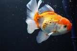 Thai Oranda  Tricolor 5.5 Inch (ID#917R12c-103) Free2Day SHIPPING