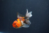 Baby Thai Oranda  Tricolor 3.5 Inch (ID#1025ToPTA-38) Free2Day SHIPPING