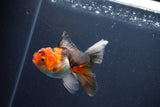 Baby Thai Oranda  Tricolor 3.5 Inch (ID#1025ToPTA-38) Free2Day SHIPPING