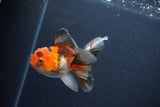 Baby Thai Oranda  Tricolor 3.5 Inch (ID#1025ToPTA-38) Free2Day SHIPPING