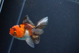 Baby Thai Oranda  Tricolor 3.5 Inch (ID#1025ToPTA-38) Free2Day SHIPPING