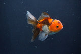 Baby Thai Oranda  Tricolor 3.5 Inch (ID#1025ToPTA-38) Free2Day SHIPPING