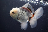 Baby Thai Oranda  Tricolor 3.5 Inch (ID#1025ToPTA-38) Free2Day SHIPPING