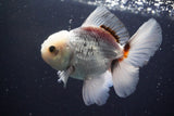 Thai Oranda  Panda 4.5 Inch (ID#917R12c-104) Free2Day SHIPPING