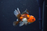 Baby Thai Oranda  Tricolor 3.5 Inch (ID#1025ToPTA-38) Free2Day SHIPPING