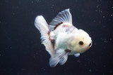 Thai Oranda  Panda 4.5 Inch (ID#917R12c-104) Free2Day SHIPPING