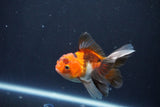 Baby Thai Oranda  Tricolor 3.5 Inch (ID#1025ToPTA-38) Free2Day SHIPPING