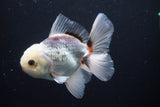 Baby Thai Oranda  Tricolor 3.5 Inch (ID#1025ToPTA-38) Free2Day SHIPPING