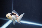 Baby Thai Oranda  Panda 3 Inch (ID#1025ToPTA-39) Free2Day SHIPPING