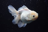 Thai Oranda  White 5 Inch (ID#917R12c-105) Free2Day SHIPPING