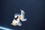 Baby Thai Oranda  Panda 3 Inch (ID#1025ToPTA-39) Free2Day SHIPPING