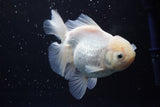 Thai Oranda  White 5 Inch (ID#917R12c-105) Free2Day SHIPPING