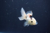 Baby Thai Oranda  Panda 3 Inch (ID#1025ToPTA-39) Free2Day SHIPPING