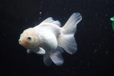 Thai Oranda  White 5 Inch (ID#917R12c-105) Free2Day SHIPPING