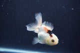 Baby Thai Oranda  Panda 3 Inch (ID#1025ToPTA-39) Free2Day SHIPPING