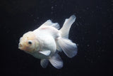 Thai Oranda  White 5 Inch (ID#917R12c-105) Free2Day SHIPPING