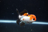 Juvenile Thai Oranda  Tricolor 3 Inch (ID#1122To13b-64) Free2Day SHIPPING