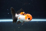 Juvenile Thai Oranda  Tricolor 3 Inch (ID#1122To13b-64) Free2Day SHIPPING