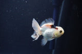 Baby Thai Oranda  Panda 3 Inch (ID#1025ToPTA-39) Free2Day SHIPPING