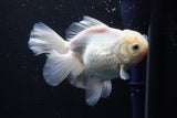 Thai Oranda  White 5 Inch (ID#917R12c-105) Free2Day SHIPPING