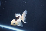 Baby Thai Oranda  Panda 3 Inch (ID#1025ToPTA-39) Free2Day SHIPPING