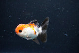 Juvenile Thai Oranda  Tricolor 3 Inch (ID#1122To13b-64) Free2Day SHIPPING