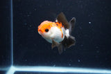 Juvenile Thai Oranda  Tricolor 3 Inch (ID#1122To13b-64) Free2Day SHIPPING