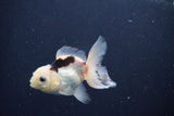 Baby Thai Oranda  Panda 3 Inch (ID#1025ToPTA-39) Free2Day SHIPPING